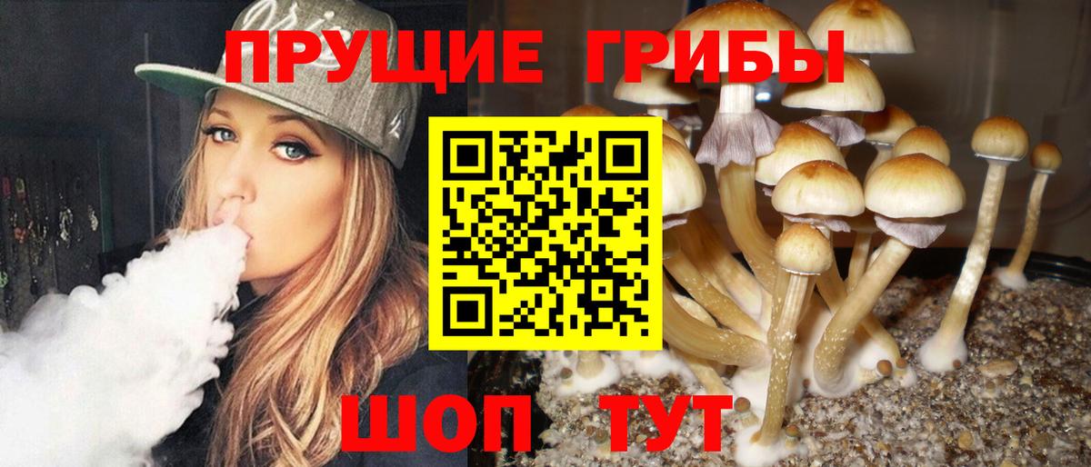 Псилоцибиновые грибы Psilocybine cubensis Новоалтайск